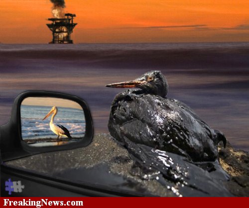 oil-spill-bird.jpg